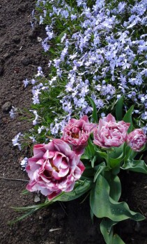 Красавцы тюльпаны.