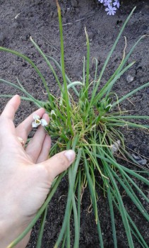 Не знаю как называются но шикарно цветут белыми звездами.