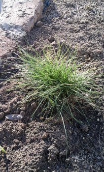 какой то красивый декоративный куст