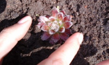 молодило паутинка 3