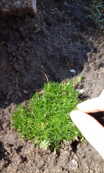 мох декоративный