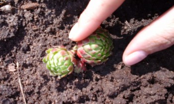 и опять молодило.