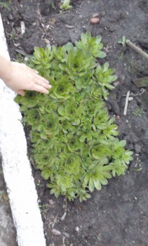 сбегала сфотала, качество не очень.