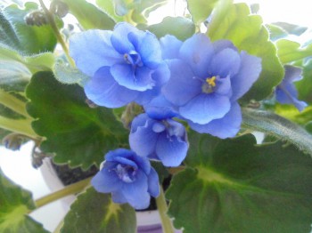 Мои комнатные растения. - DSC02896.JPG