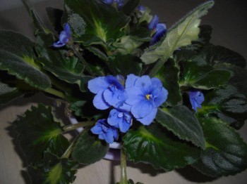 Мои комнатные растения. - DSC02905.JPG