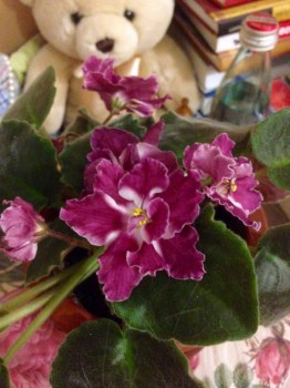 Мои комнатные растения. - image.jpg