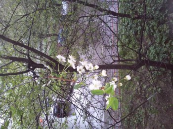 Доброго утра Хорошего дня Спокойной ночи  - 20160505_085321.jpg