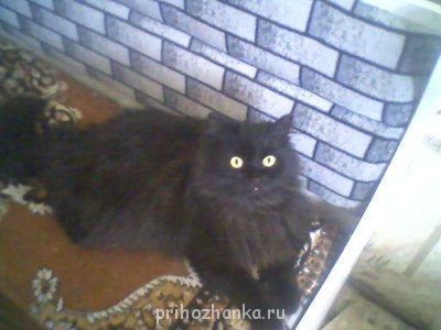 Кого из животных вы содержите? Фото приветствуется. - Анфиска     .jpg