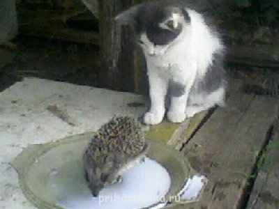 Кого из животных вы содержите? Фото приветствуется. - бусинка и ёжик.jpg