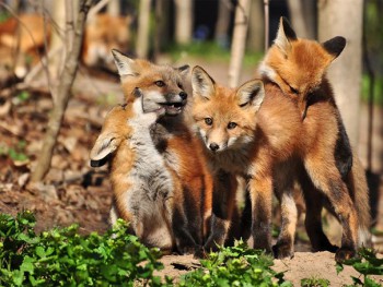 Из ВКонтактика с приветиком  - feTDuWcd8u4.jpg