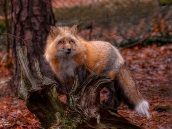 Из ВКонтактика с приветиком  - qg-UEaxIjwk.jpg