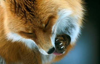 Из ВКонтактика с приветиком  - sOrNZzimhoM.jpg