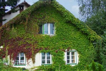 Обзор интересных растений для сада --- на заметку  - 1.jpg