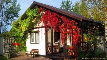 Обзор интересных растений для сада --- на заметку  - 3.jpg