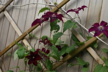 Обзор интересных растений для сада --- на заметку  - 4.jpg