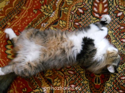 Кого из животных вы содержите? Фото приветствуется. - DSCN0872.JPG