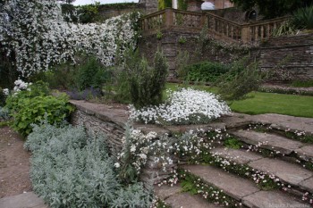 Ландшафтный дизайн. - ясколка.JPG