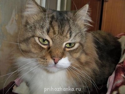 Кого из животных вы содержите? Фото приветствуется. - 100_0194.jpg