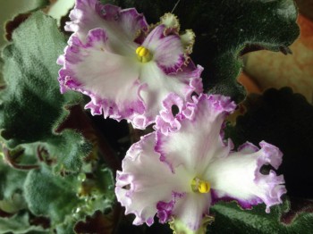 Мои комнатные растения. - image.jpg