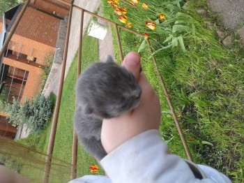 Кого из животных вы содержите? Фото приветствуется. - 20160522_184139.jpg