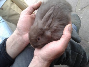 Кого из животных вы содержите? Фото приветствуется. - 20160522_184259.jpg