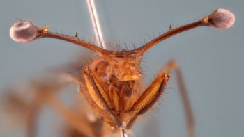 Редкие, необычные , милые и не очень - 2ю.jpg