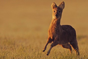 Редкие, необычные , милые и не очень - 8_owen_hearn_12-15_portfolio_chinese_water_deer.jpg