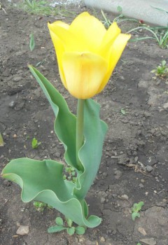 Декоративные садовые растения. - DSC02979.JPG