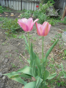 Декоративные садовые растения. - DSC02987.JPG