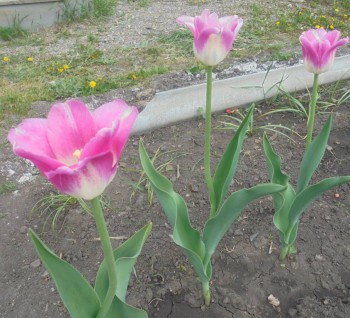 Декоративные садовые растения. - DSC02977.JPG