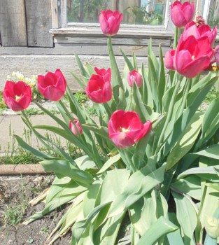 У свекрови-)