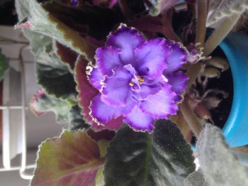 Мои комнатные растения. - image.jpg