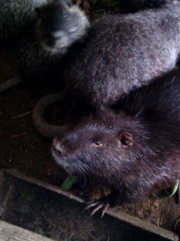 Кого из животных вы содержите? Фото приветствуется. - IMG_20160513_174512.jpg