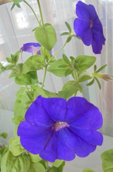 Декоративные садовые растения. - DSC03012.JPG