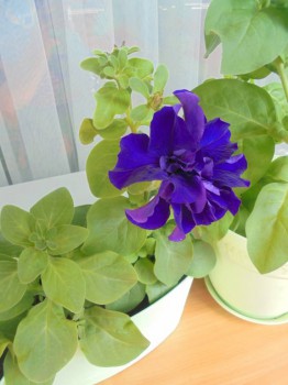 Декоративные садовые растения. - DSC03015.JPG