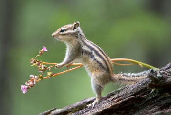 В мире животных фото, видео  - p8fVoMS5Kpg.jpg