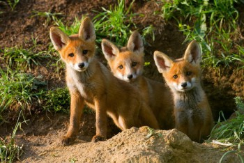 В мире животных фото, видео  - ZDoY6Z0uv5I.jpg