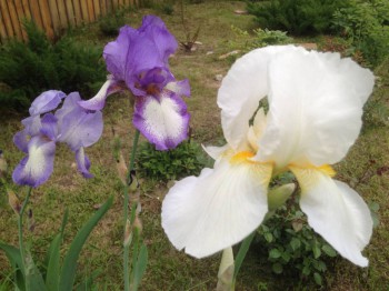 Чем сегодня занимались-3 - image.jpg