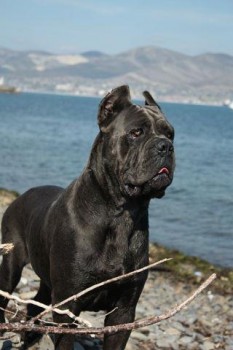 Это мамина сестра. Мама такая же точно только серая.