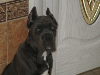 Кого из животных вы содержите? Фото приветствуется. - image.jpg