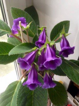 Мои комнатные растения. - image.jpg