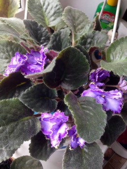 Мои комнатные растения. - image.jpg