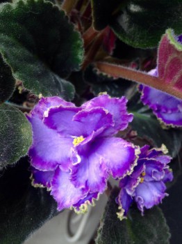 Мои комнатные растения. - image.jpg