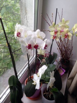 Мои комнатные растения. - image.jpg