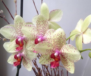 Мои комнатные растения. - image.jpg