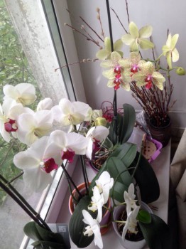 Мои комнатные растения. - image.jpg