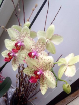 Мои комнатные растения. - image.jpg