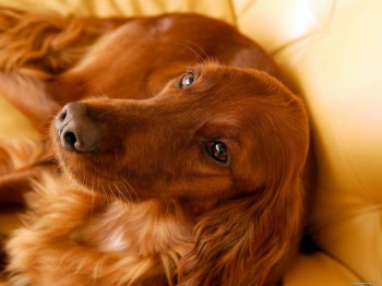 Хочу собаку. Все за и против - fa19404a3f3bb57c766c9a1534389001.jpg