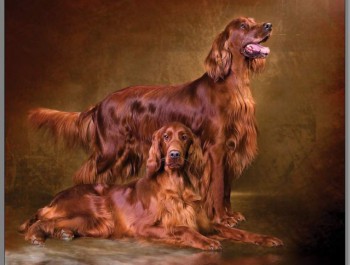 Хочу собаку. Все за и против - 69132690.jpg