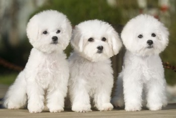 Бишон фризе.